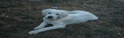 Pyrenean Mountain Dog dogs for sale: RARE POLISH TATRA SHEPHERD (Owczarek Podhalanski) - Advert 3