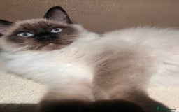 Ragdoll cats for sale: 3 month male ragdoll - Advert 1