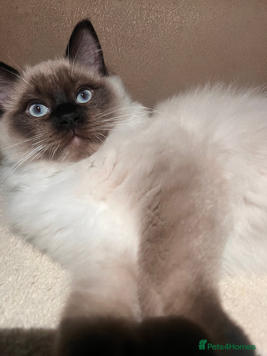 Ragdoll cats for sale: 3 month male ragdoll - Advert 1