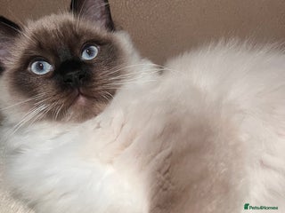 Ragdoll cats 3 month male ragdoll - Advert 4