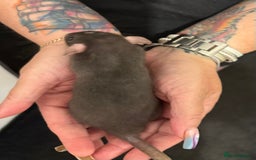 Rat rodents for sale: Beautiful Dumbo baby rats  - Image 6