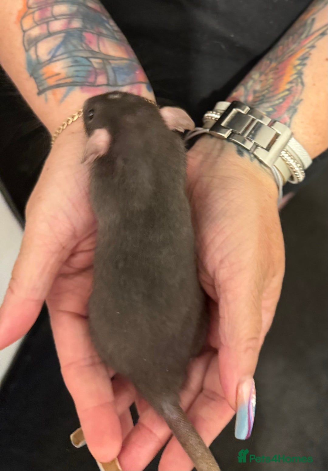 Rat rodents for sale: Beautiful Dumbo baby rats  - Image 6