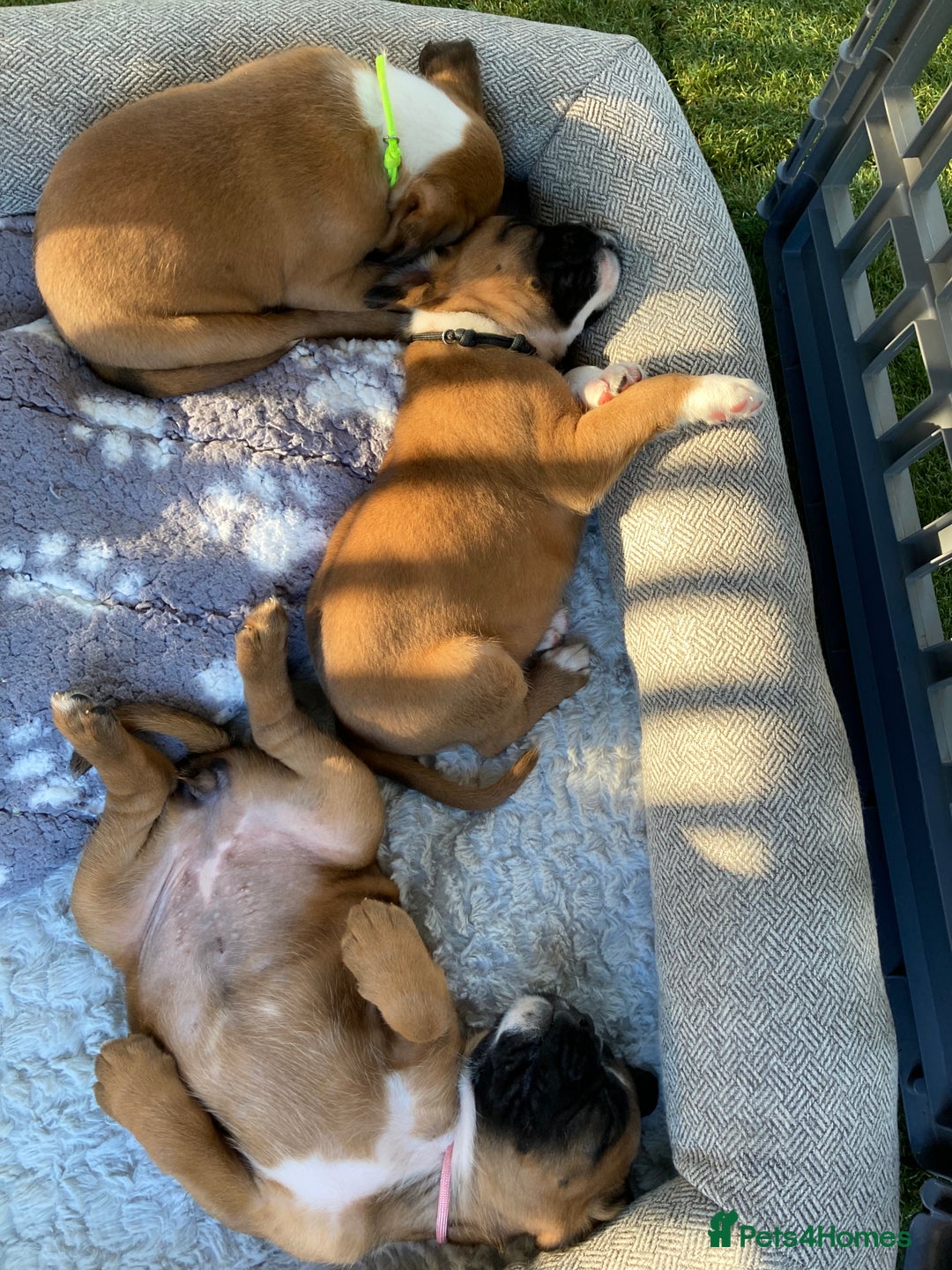 Boxer dogs for sale: Boxer baby girl 💖 - Image 11