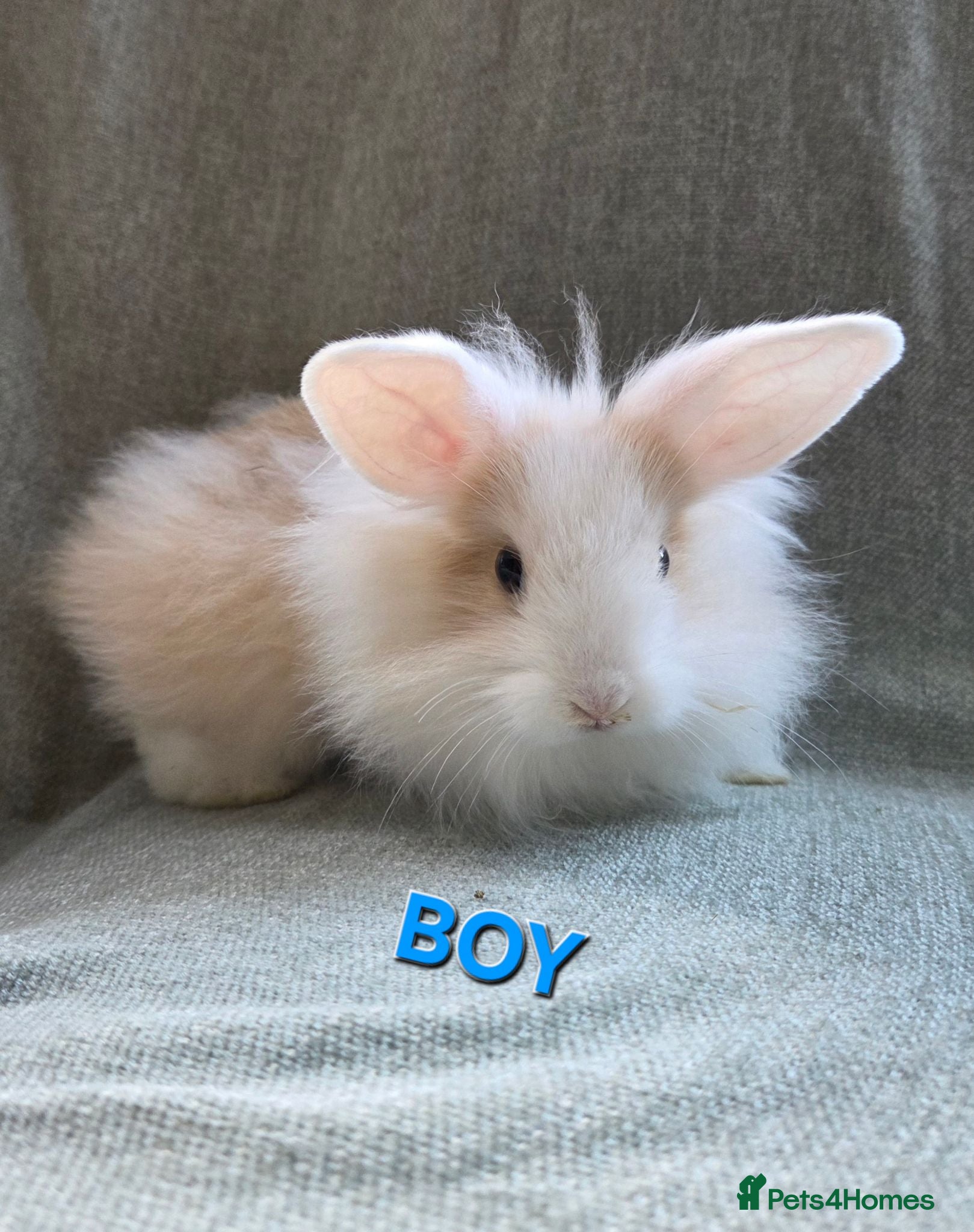 Lionhead rabbits Lion head bunnies ready now - Advert 1