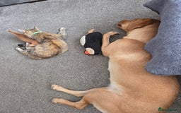 Mixed Breed cats for sale: 4 BEAUTIFUL KITTENS  - Image 14