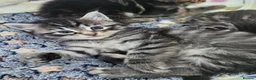 Maine Coon cats for sale: 7 main coon kittens  - Advert 8
