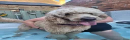 Goldendoodle dogs for sale: Exceptional Health tested Goldendoodle puppies - Advert 28