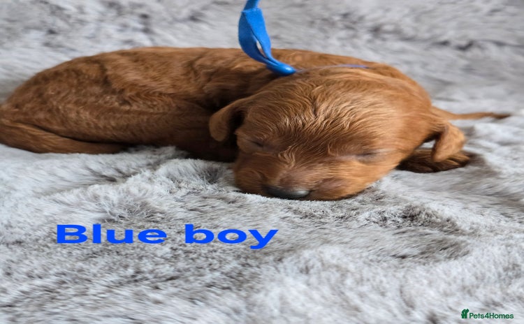 Cavapoo dogs - Advert 2