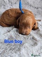 Cavapoo dogs - Advert 2