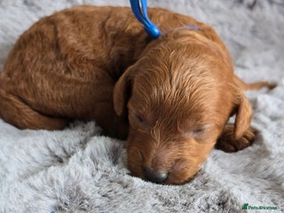 Cavapoo dogs - Advert 16