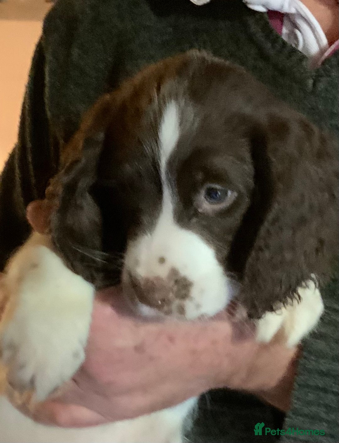 English Springer Spaniel dogs for sale: Springer Spaniel Puppies - Advert 9