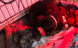 Miniature Dachshund dogs for sale: Miniature dachshund  - Advert 5