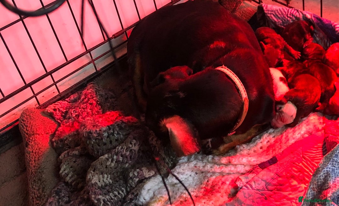 Miniature Dachshund dogs for sale: Miniature dachshund  - Advert 5