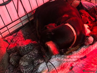 Miniature Dachshund dogs Miniature dachshund - Advert 3