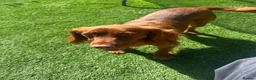 Cocker Spaniel dogs for sale: Lucky  - Advert 5