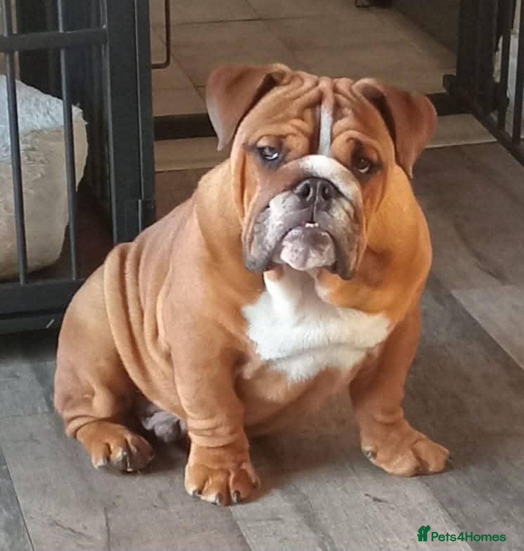 English Bulldog dogs for stud: Charlie for stud lilac and tan fullsuit - Advert 17