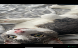 Mixed Breed cats for sale: FOR FREE -Male cat looking for new home  - Image 3