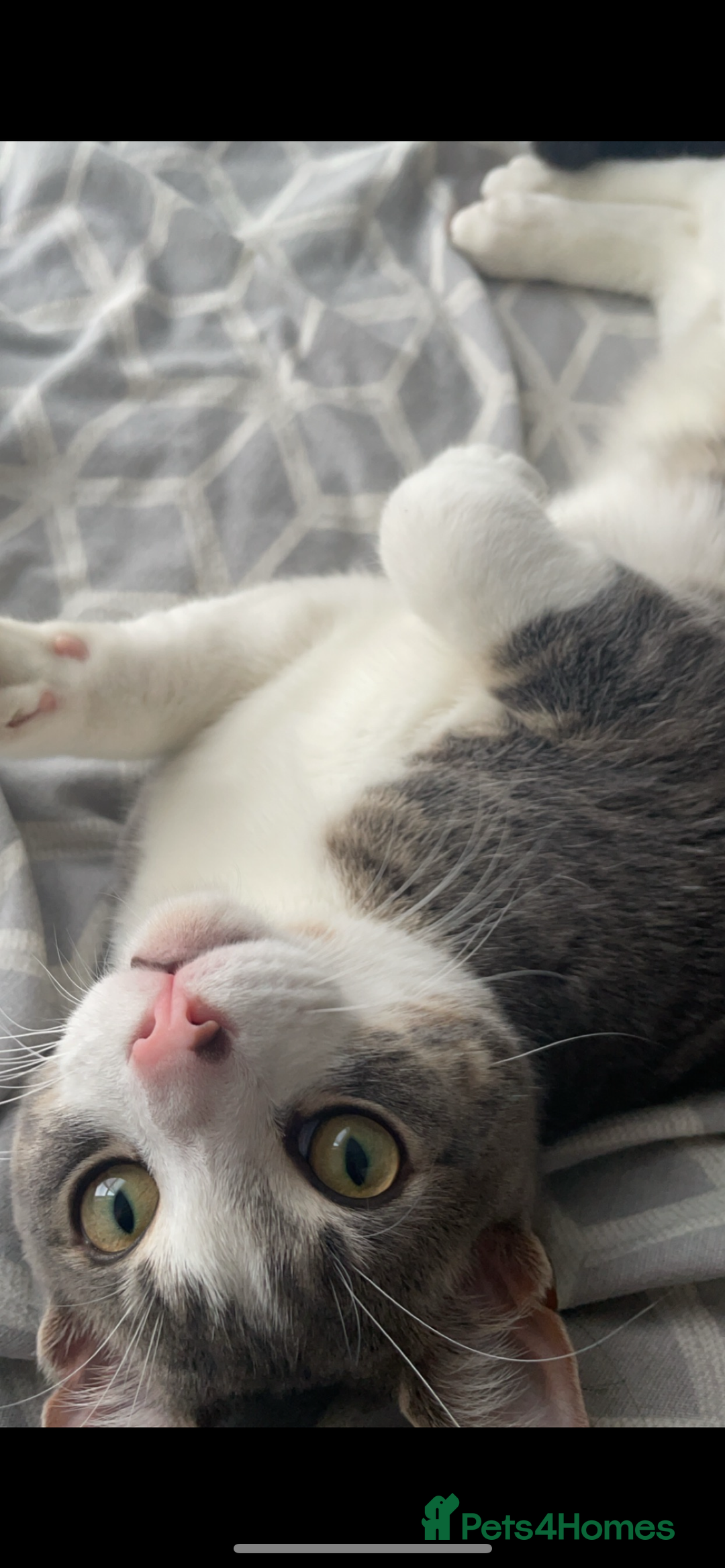 Mixed Breed cats for sale: FOR FREE -Male cat looking for new home  - Image 3