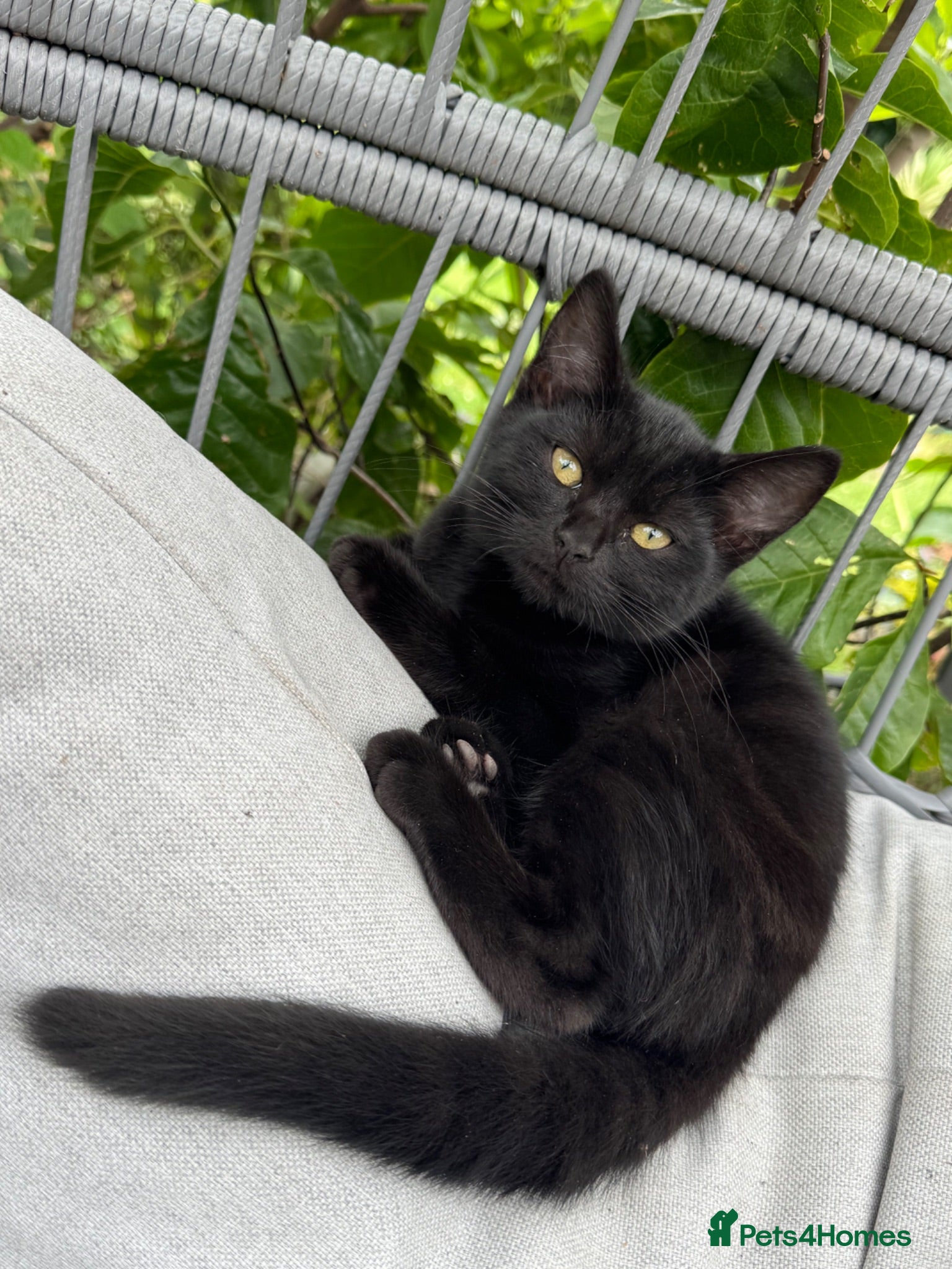 British Shorthair cats British Shorthair kittens. Discount for multiple - Advert 2