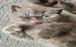 British Shorthair cats for sale: British short hair kittens.  - Image 6