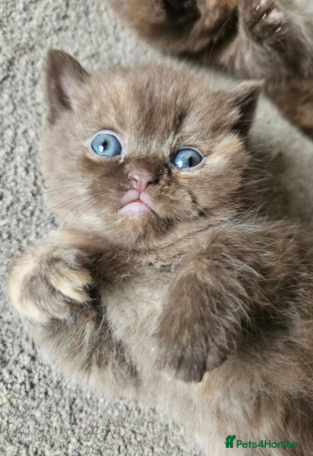 British Shorthair cats for sale: British short hair kittens.  - Image 6