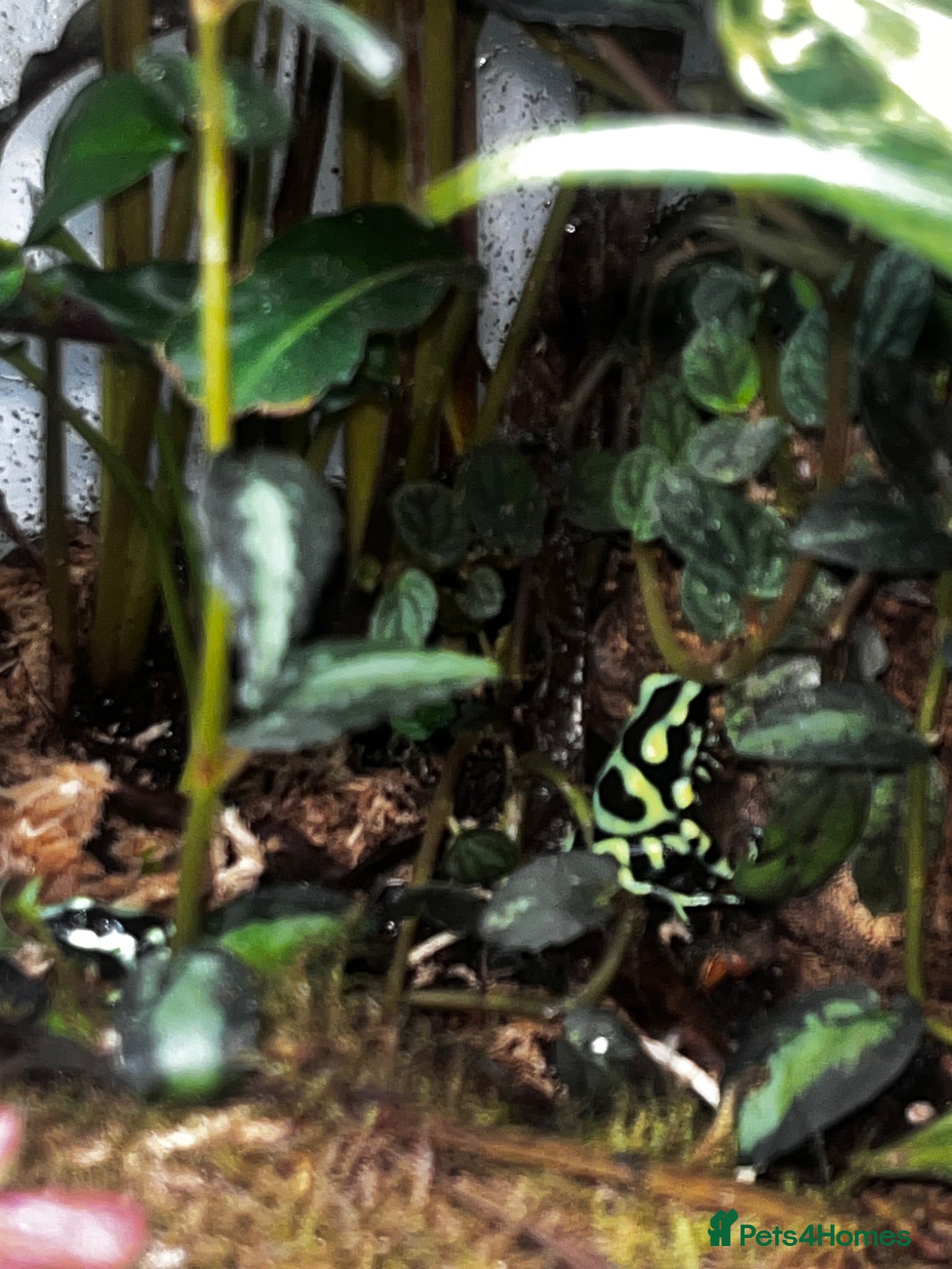 Frog reptiles Dart frogs dendrobates aurutus  - Advert 1