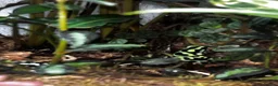 Frog reptiles for sale: Dart frogs dendrobates aurutus  - Advert 1