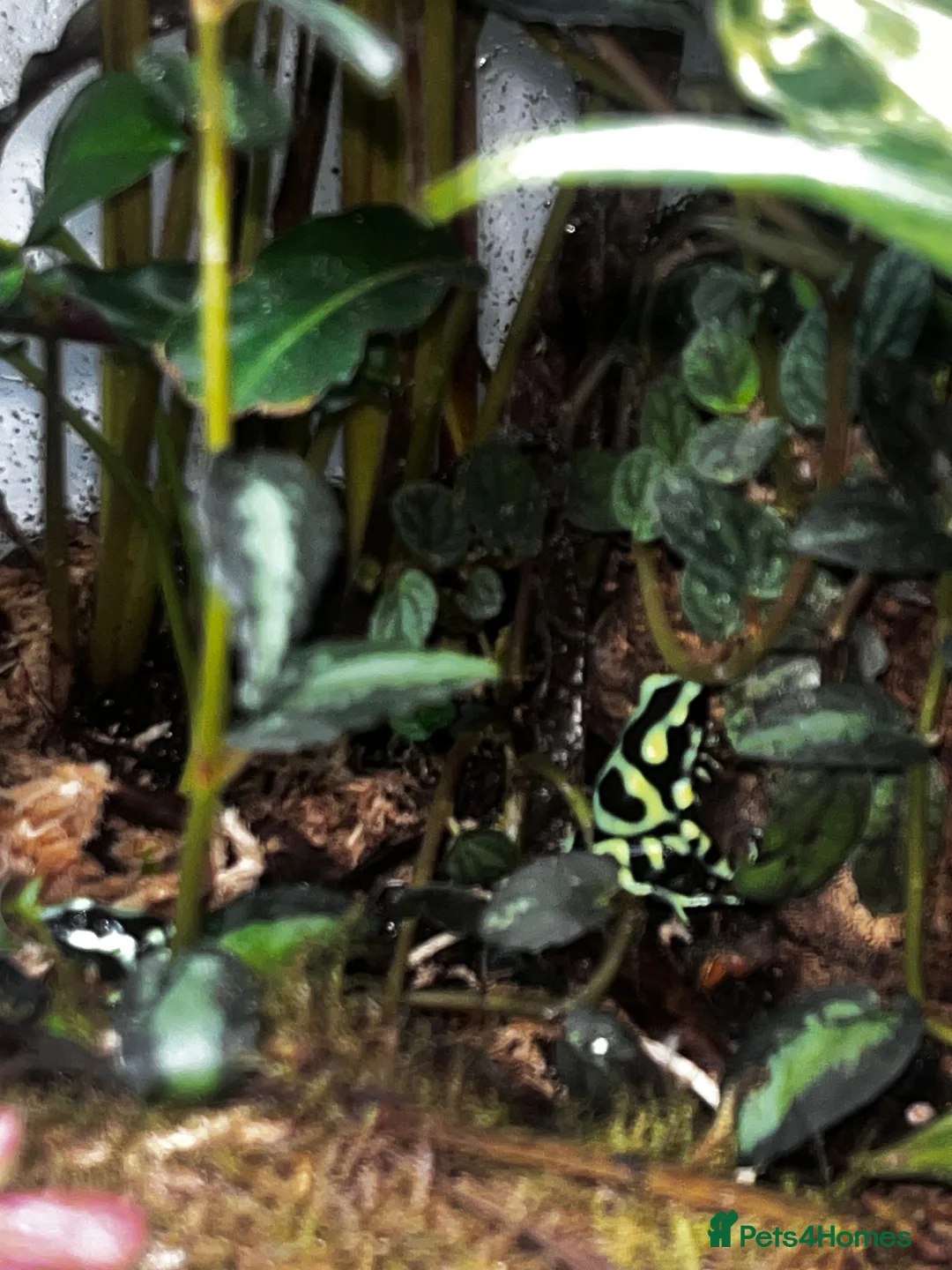 Frog reptiles for sale: Dart frogs dendrobates aurutus  - Advert 1