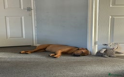 Mixed Breed dogs for sale: 6 month old female ridgeback mastiff cross. - Image 8
