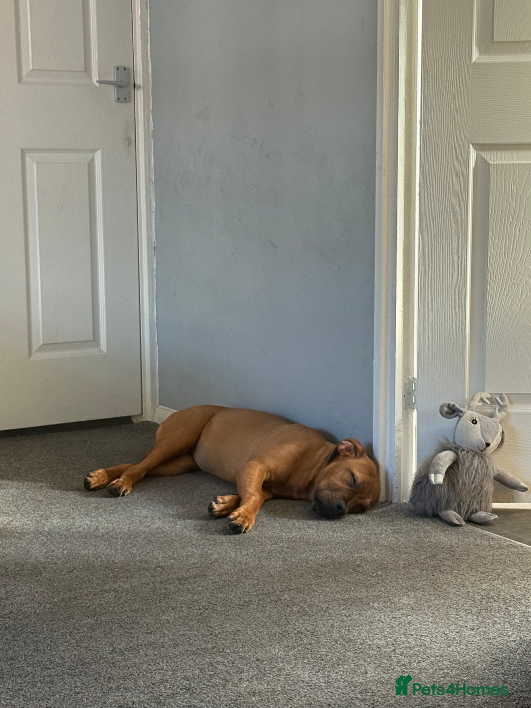 Mixed Breed dogs for sale: 6 month old female ridgeback mastiff cross. - Image 8