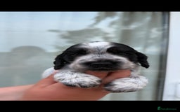 Cocker Spaniel dogs for sale: F1 , 3 pups left  - Image 3