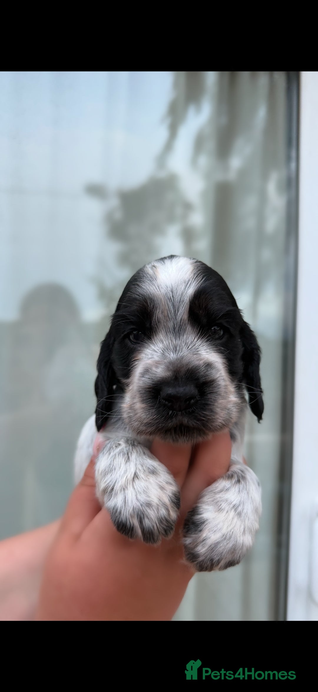 Cocker Spaniel dogs for sale: F1 , 3 pups left  - Image 3