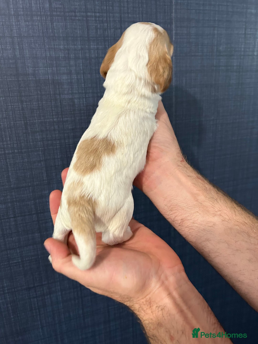 Cocker Spaniel dogs for sale: Gorgeous shoe type cocker spaniel  - Image 11