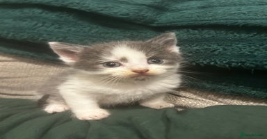 Mixed Breed cats - Advert 5