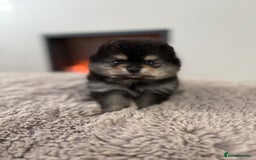 Pomeranian dogs for sale: KC Black&Tan Pom puppies stunning 🤩 🧡🖤 - Image 11
