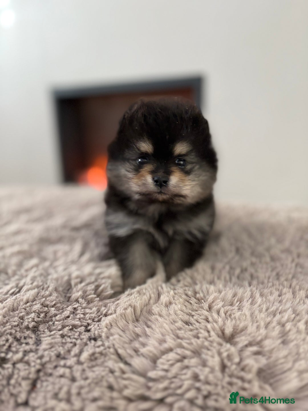 Pomeranian dogs for sale: KC Black&Tan Pom puppies stunning 🤩 🧡🖤 - Image 11