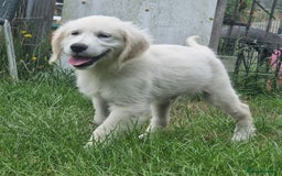 Golden Retriever dogs for sale: KC Registered  boy from 5 Star Breeder  - Image 27