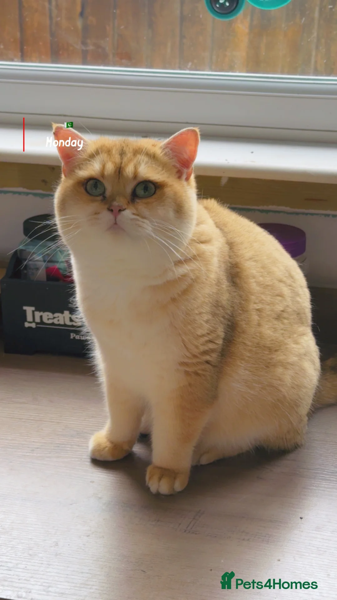 British Shorthair cats for stud: Top quality bsh of caveofcats 🏆 - Advert 2