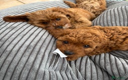 Cavapoo dogs for sale: Mr cavapoo F1B  - Image 16