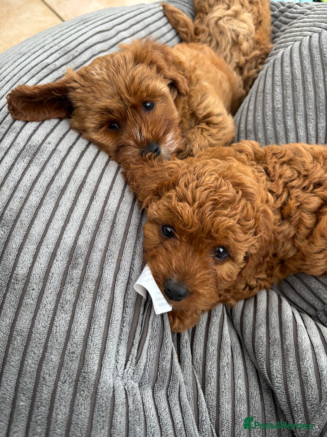 Cavapoo dogs for sale: Mr cavapoo F1B  - Image 16