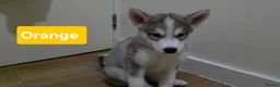 Siberian Husky dogs for sale: A lovely liter of 6 siberian husky pups. 😍  - Advert 4
