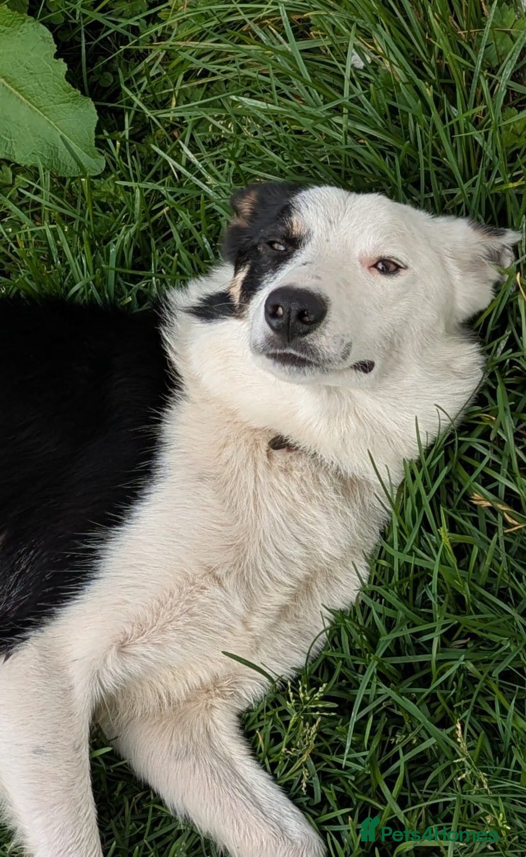 Border Collie dogs for sale: 17 month Border Collie  - Image 3
