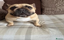 French Bulldog dogs for sale: 🏆KC registered, Standard French Bulldog Puppies🏆 - Image 37