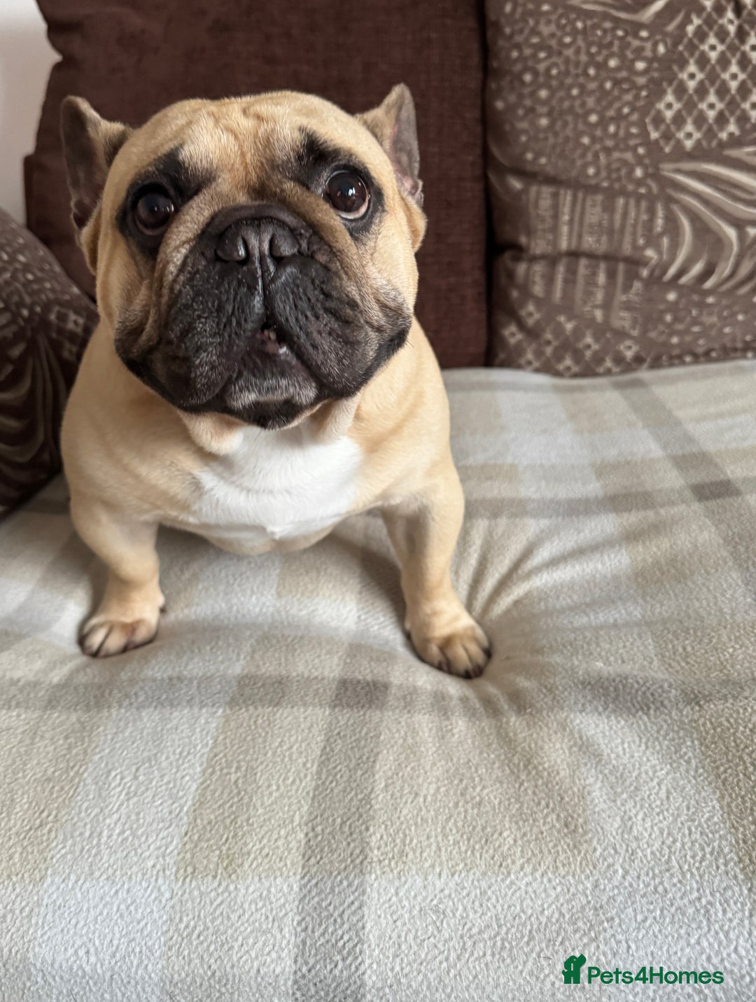 French Bulldog dogs for sale: 🏆KC registered, Standard French Bulldog Puppies🏆 - Image 37
