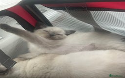 British Shorthair cats for sale: BEAUTIFUL BRITISH SHORTHAIR KITTENS  - Image 4