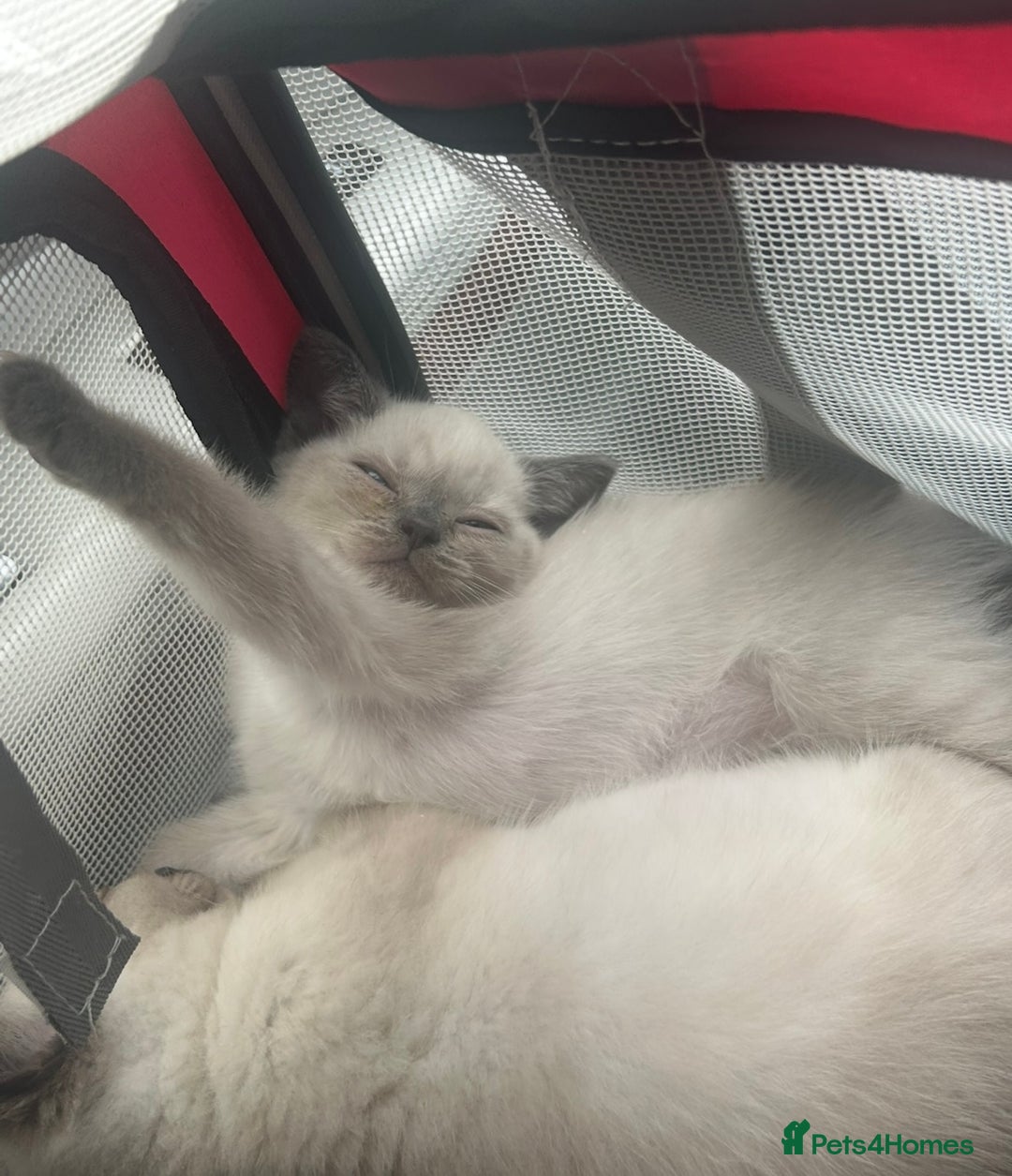 British Shorthair cats for sale: BEAUTIFUL BRITISH SHORTHAIR KITTENS  - Image 4