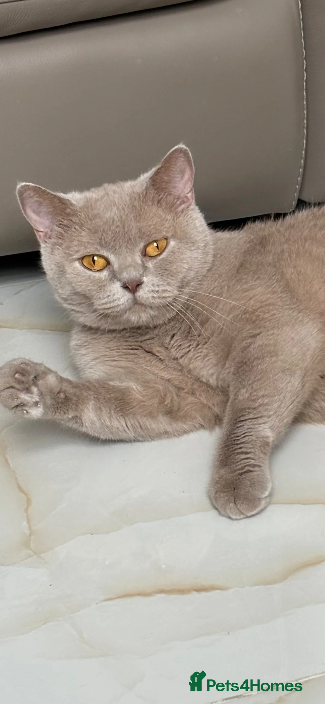 British Shorthair cats for sale: Fawn British Shorthair GCCF Registered - Advert 2