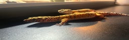Leopard Gecko reptiles for sale: Two adult leopard geckos & vivarium setup  - Advert 5
