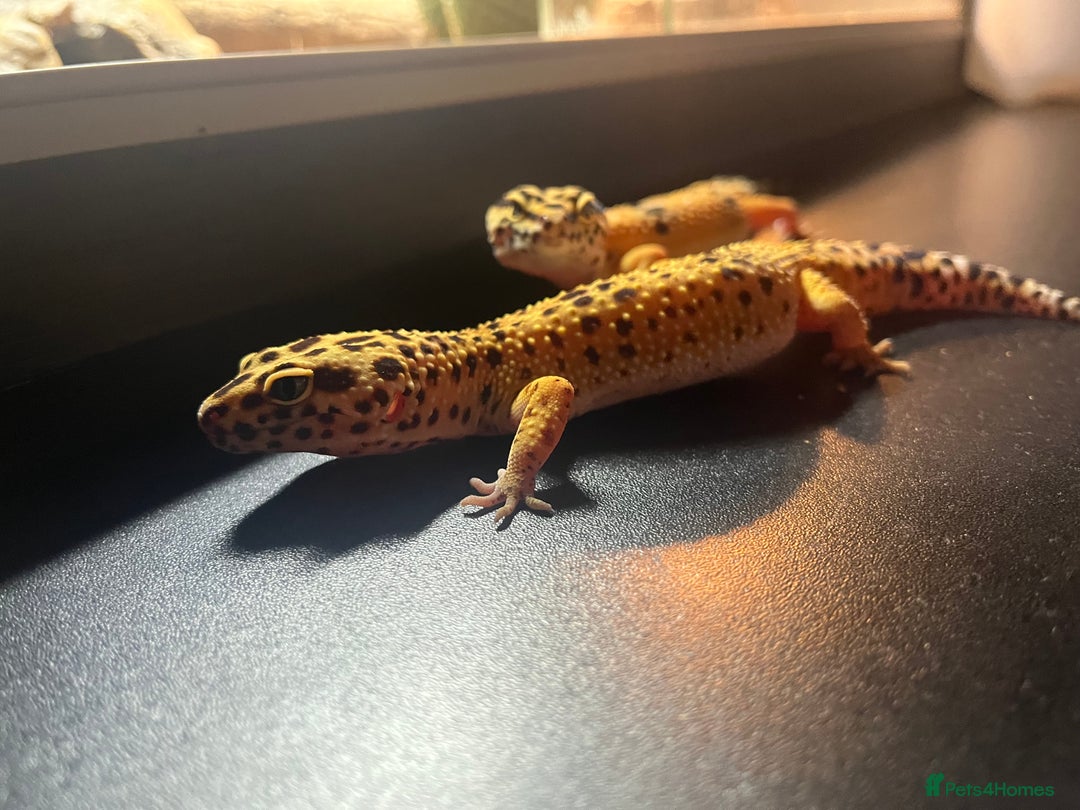 Leopard Gecko reptiles for sale: Two adult leopard geckos & vivarium setup  - Advert 5