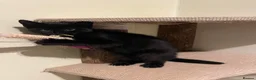 Mixed Breed cats for sale: Beautiful shiny black kittens and one tabby female - Advert 14